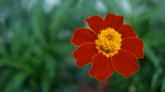 A new hope red flower Red flower