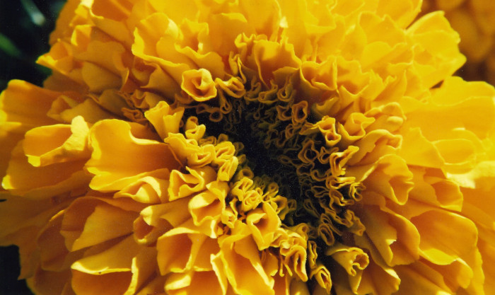 Yellow flower