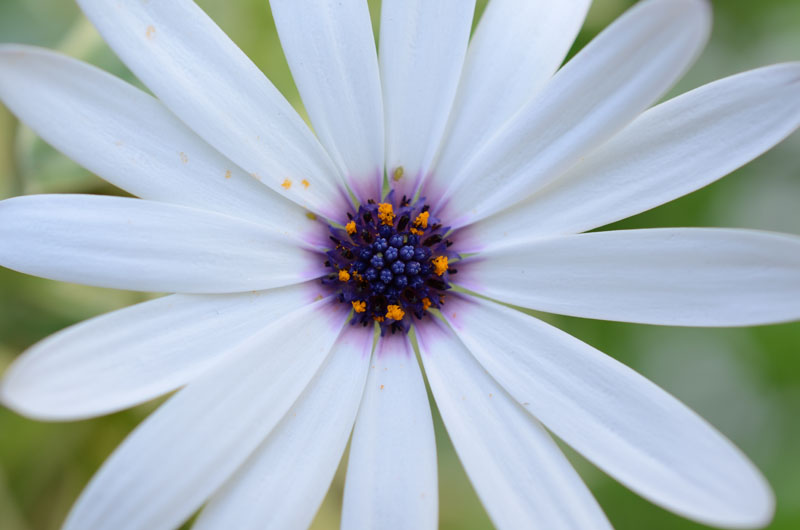 Pollen all over the petals, perfect 