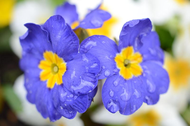 Two blue flowers