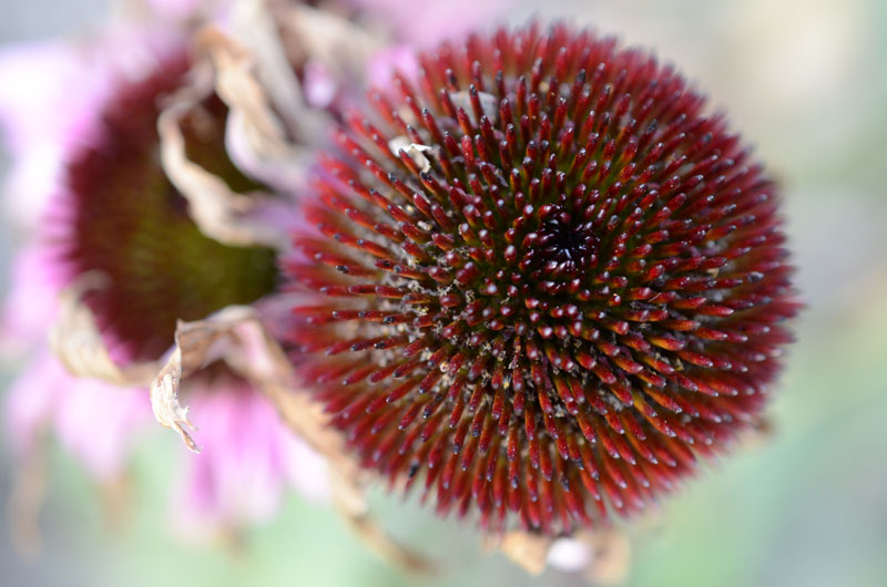 Autumn flower head