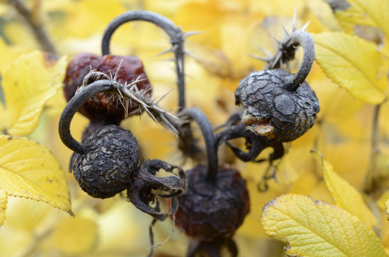 Gnarly old seed pods